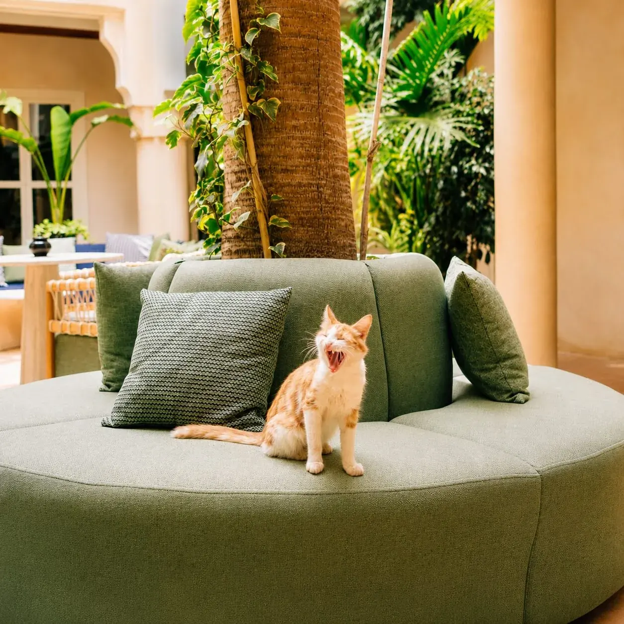 Riad Nashira — photo 4